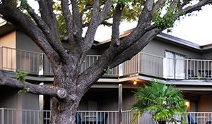 5400 Live Oak - LE PARC courtyard lounging